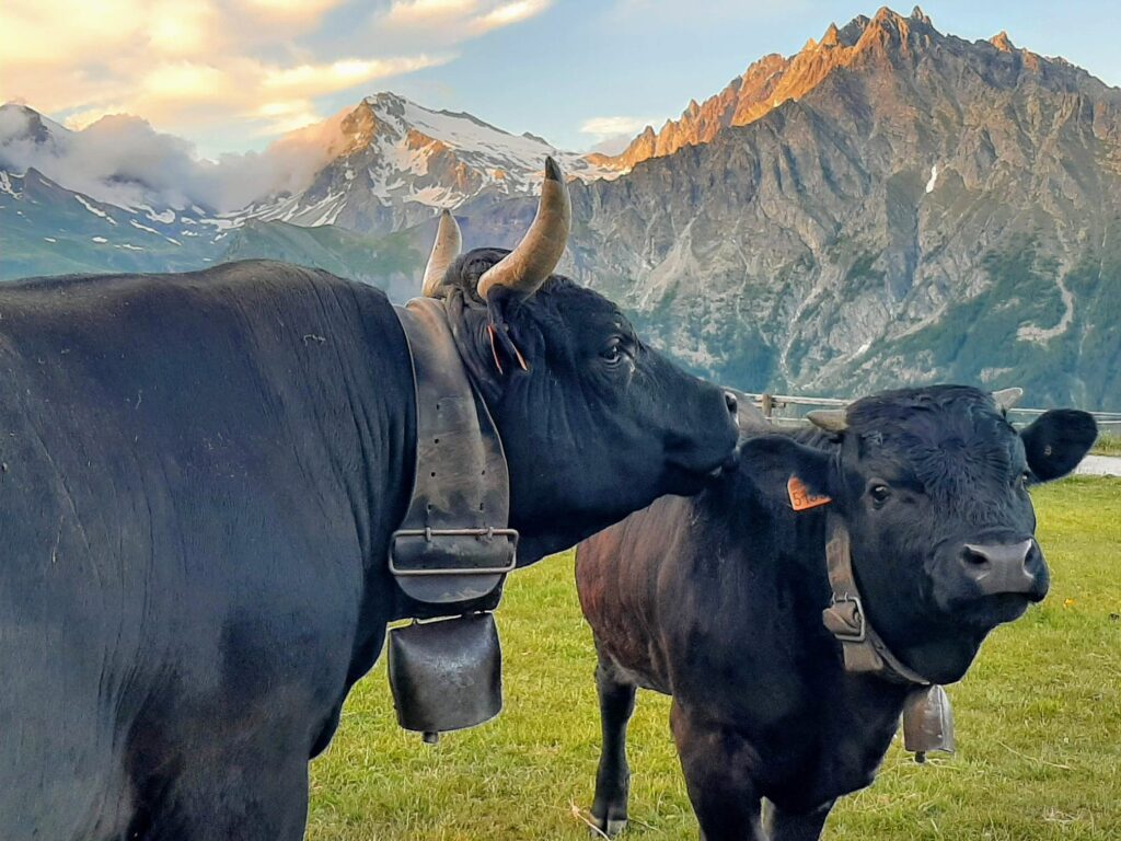Escursioni con degustazione in Val d'Ayas Valle d'Aosta